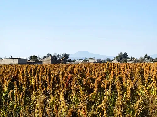 Cultivo listo para cosecha en Estado de México