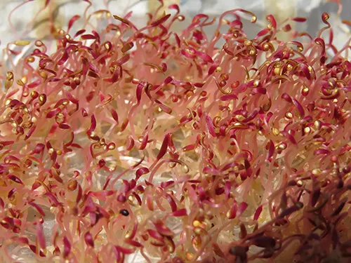 Germinados de amaranto para su consumo (México)